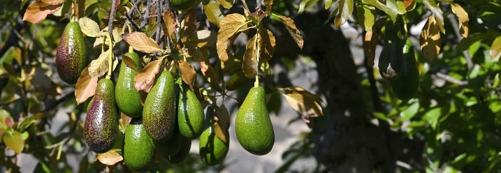 Avocados an einem Baum